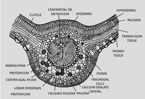 internal structure of the leaflet 